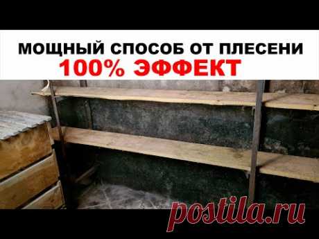 Как избавиться от плесени (грибка) с поверхности на стене и на деревянных стеллажах. ЭФФЕКТ 100%