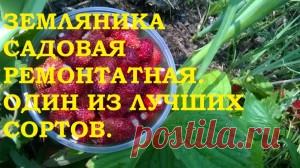 Земляника садовая ремонтантная, безусая. Один из лучших сортов! — 6 соток
