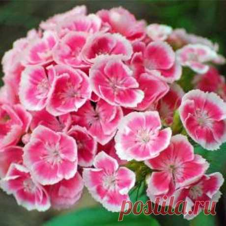 Гвоздика турецкая — FloweryVale.ru