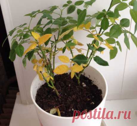 Почему у розы желтеют листья: причины у садовых и комнатных