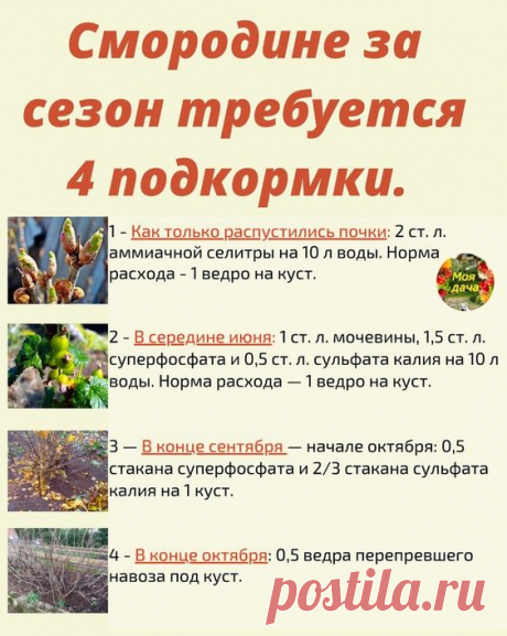 КАК ПОВЫСИТЬ УРОЖАЙНОСТЬ СМОРОДИНЫ... | Любимая дача: сад и огород своими руками