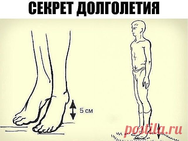 Секрет долголетия 

Академик Микулин создал гимнастику, состоящую из простейших упражнений, своеобразных сотрясений — ударах пятками о пол. Эта методика позволяет улучшить кровоток, предотвратить закупорку вен и нормализовать давление. Также улучшается работа мозга: от тяжести и боли в голове не остается и следа. 

Встань прямо, стопы соедини, зубы сожми. Приподними пятки на 3–5 см от пола, затем резко опустись. В результате возникшего встряхивания венозные клапаны получаю...