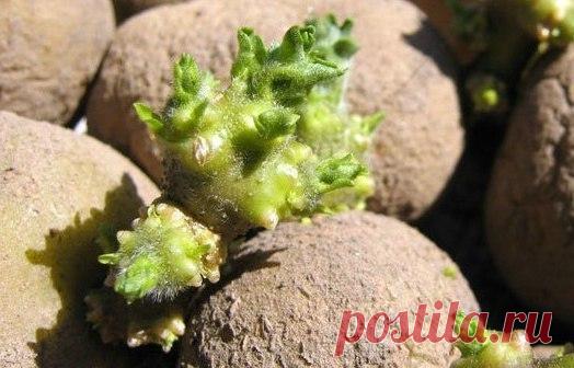 КАК ПРАВИЛЬНО И ЗАЧЕМ ПРОРАЩИВАТЬ ПОСАДОЧНЫЙ КАРТОФЕЛЬ | 6 соток