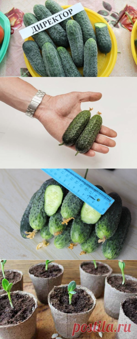 Огурец Директор F1 описание сорта, фото, урожайность, секреты выращивания, отзывы