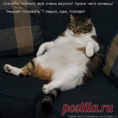 Котоматрица: Круть