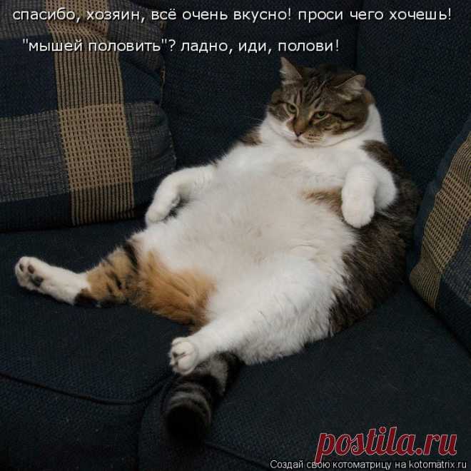 Котоматрица: Круть