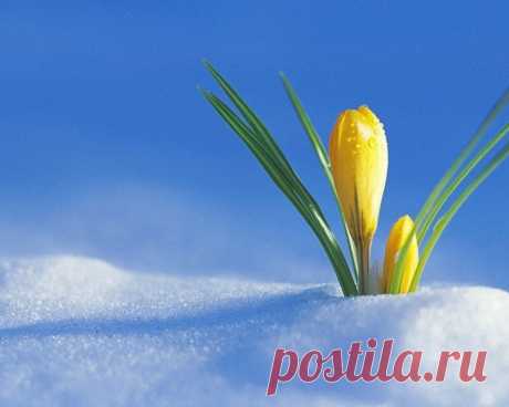 Где-то под снегом уже тихонько дышит весна!