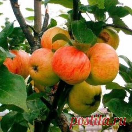 КАК ПРАВИЛЬНО ПРИВИТЬ НА ОДНУ ЯБЛОНЮ НЕСКОЛЬКО СОРТОВ (советы агронома) 
Сохрани шпаргалку, поделись с одноклассниками! 
 
Прививками я занимаюсь уже более 20 лет, мне это доставляет несказанное удовольствие. На каждом дереве у меня по нескольку сортов, это очень удобно и красиво. Представьте себе яблоню, на которой с одной стороны красные яблоки, с другой – желтые, с третьей – зеленые с красным бочком. Чудо! 
 
Участок у меня очень маленький, всего 2 с небольшим сотки, особо не размахнешься. Дв