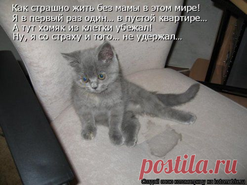 Новая котоматрица - ФОТОПОДБОРКА.
