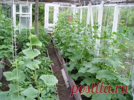 Выращивание огурцов.
Огурцы - культура давняя и выращивают их все. Но вопросов об огурцах всегда много. У кого-то семена не всходят, у кого-то плоды горчат, а кто-то хочет освоить новую агротехнику. Мы подобрали несколько самых распространенных вопросов. Надо ли обрывать усы у огурцов? Стебли тыквенных культур, таких как огурцы, кабачки и тыквы, сами не могут держаться в вертикальном положении. Недаром их называют плетями. Они распространяются (плетутся) по земле, либо требуют опоры, чтобы раст