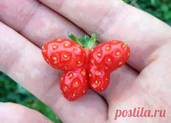 35 фотографий забавных даров природы, глядя на которые не верится, что они выросли на грядке