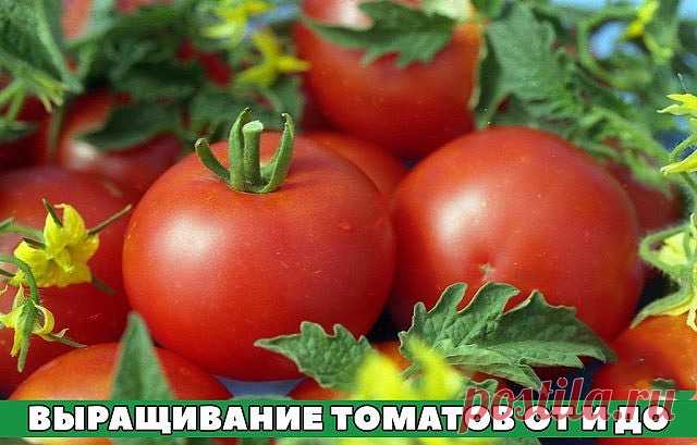По Вашим многочисленным просьбам рассказываю о моей агротехнике выращивания томатов ОТ и ДО  
===========================================================