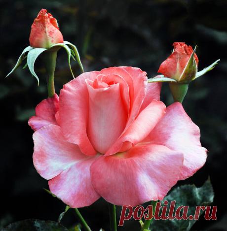 Дневник Любовь_Михайловна