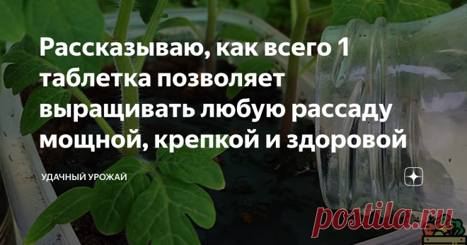 Рассказываю, как всего 1 таблетка позволяет выращивать любую рассаду мощной, крепкой и здоровой Добрый день, дорогие огородники, гости и подписчики моего канала! Сегодня я расскажу Вам, как всего одна таблетка способна помочь в выращивании очень мощной и здоровой рассады. Хитрость простая, а эффект от неё огромнейший. Приятного прочтения! При выращивании любого растения мы всегда любим использовать различные удобрения. Без разницы, что выращивается. Взрослые растения, расс...