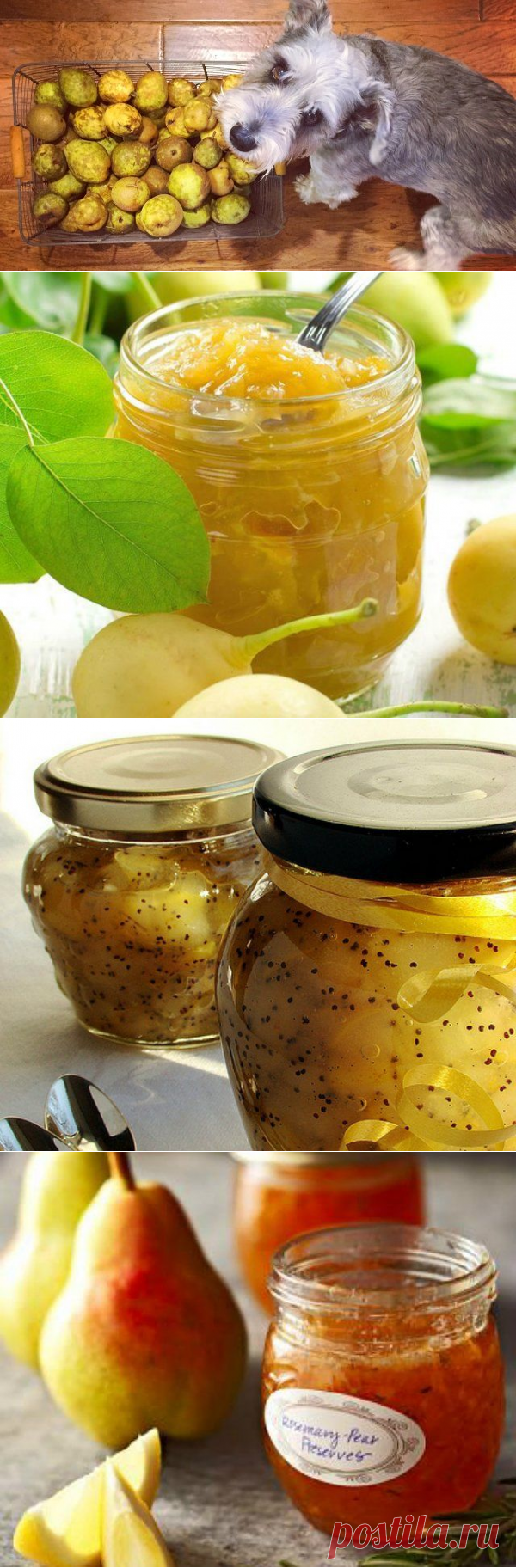 Что приготовить из груш на зиму – 20 рецептов вкусных и полезных заготовок | Статьи (Огород.ru)