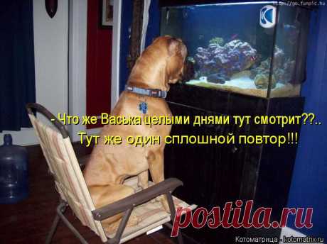 Собо-котоматрица-2-из Инета