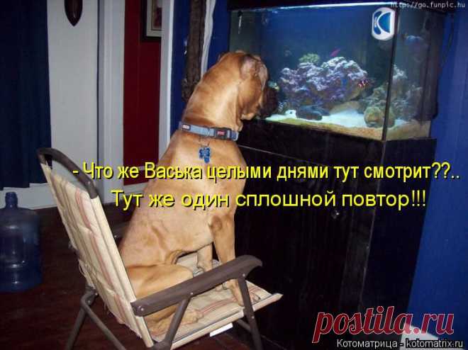 Собо-котоматрица-2-из Инета