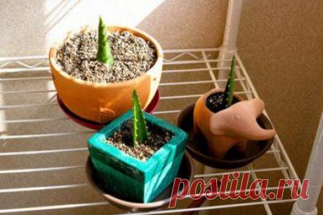 Как вырастить алоэ из листа: хватит ли одного, как срезать, отделив от стебля, можно ли посадить цветок без корня, и таким образом, размножить в домашних условиях?