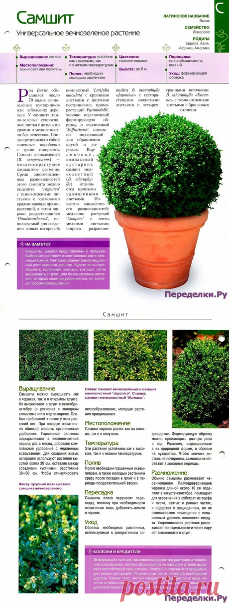 Самшит * Переделки.РуПеределки.Ру