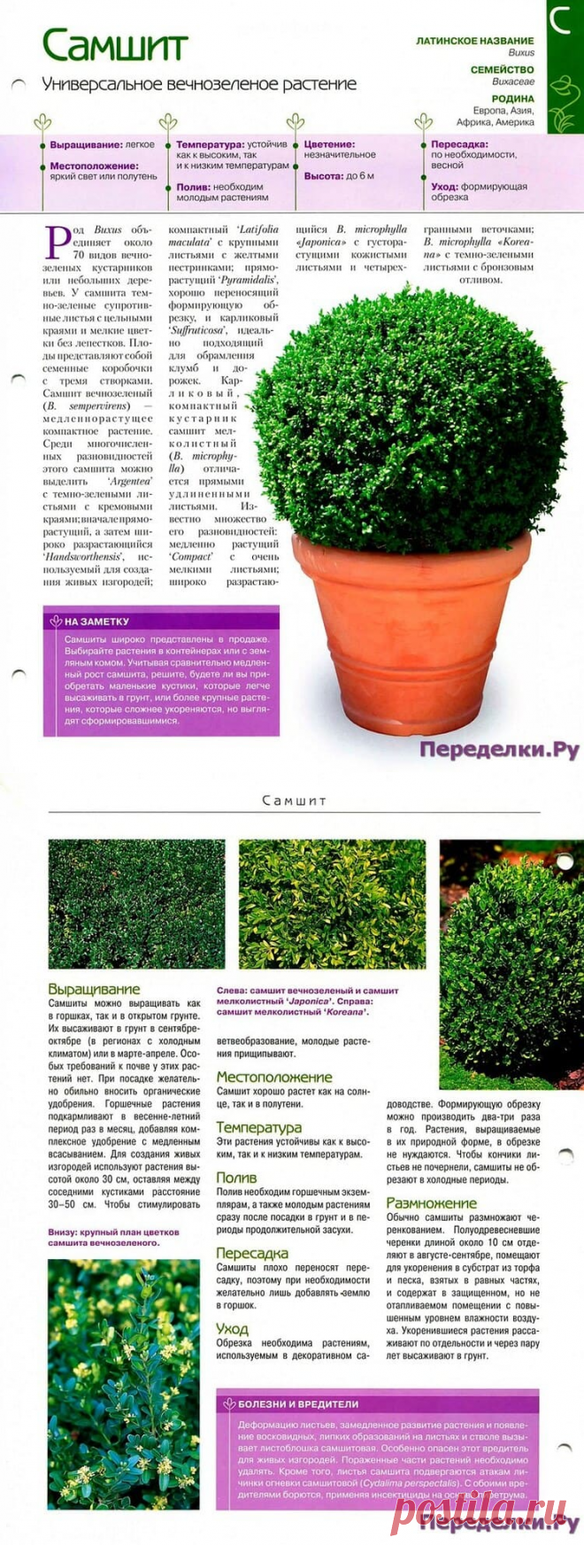 Самшит * Переделки.РуПеределки.Ру