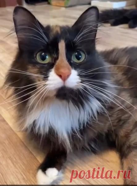 Молодой кошечке Мозайке очень нужна семья! – ПОДАРИ НАДЕЖДУ, пользователь Татьяна Зубкова | Группы Мой Мир