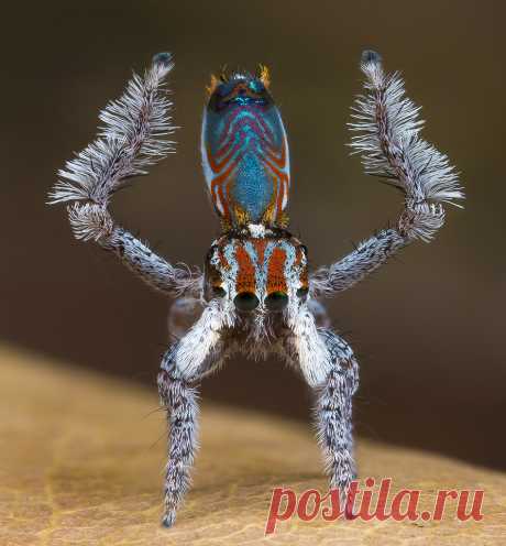 6351-3p8 peacock spider Maratus electricus named after the circuit-board pattern on his back. For more info on this peacock spider and other species go to my website peacockspider.org