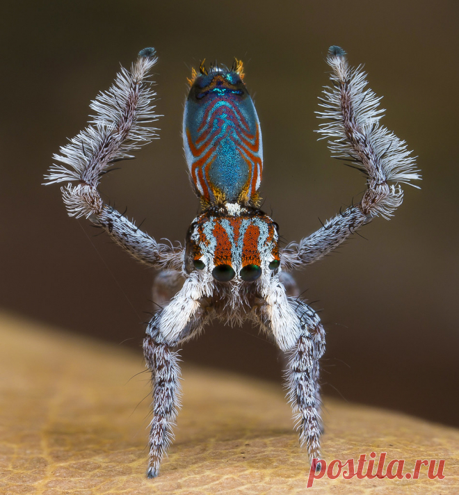 6351-3p8 peacock spider Maratus electricus named after the circuit-board pattern on his back. For more info on this peacock spider and other species go to my website peacockspider.org