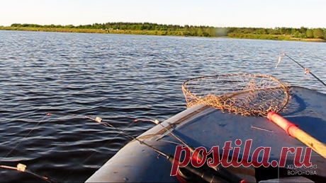 Меньше 10 кг подлещика на волге не ловил. А теперь килограмм "праздник" | Хозяйство Воронова | Яндекс Дзен