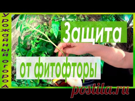 СУПЕР ЗАЩИТА ОТ ФИТОФТОРЫ!!!САМЫЕ ЛУЧШИЕ СРЕДСТВА!