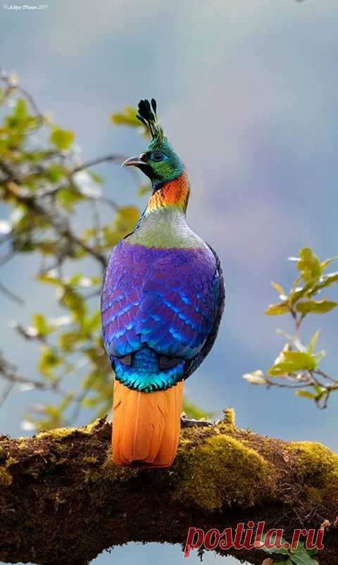 Himalayan Monal Lophophorus impejanus) in India by Aditya Chavan  / Facebook