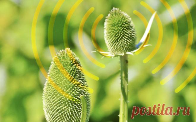 Мыслящий тростник: как растения меняют наши представления об интеллекте Отсутствие мозга и нервной системы не мешает растениям воспринимать окружающий мир, учиться и запоминать, общаться друг с другом и реагировать на внешние угрозы. Как говорит один из ведущих исследователей Иэн Болдуин, «вопрос не в том, умны растения или нет, а в том, хватит ли у нас ума, чтобы их понять».