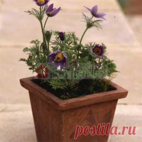 ≡ Прострел Pulsar Violet Shades - 《Здесь КУПИТЬ ДЕШЕВЛЕ》 Прострел Pulsar Violet Shadest GARDENIUM.com.ua