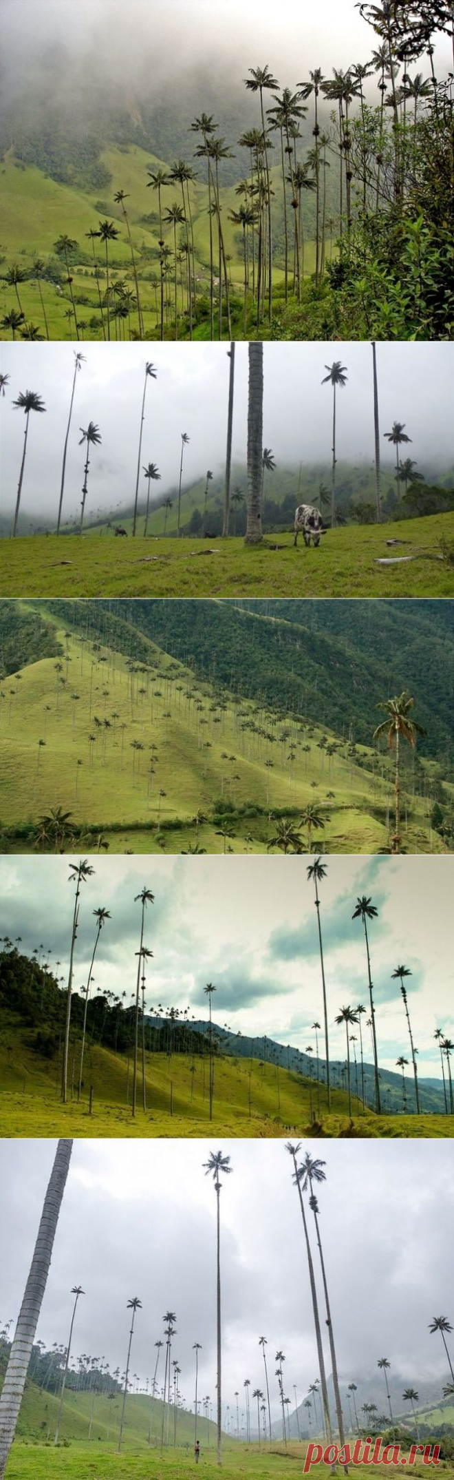 Долина самых высоких пальм - «Долина Кокора» (Valle de Cocora), Колумбия - Путешествуем вместе