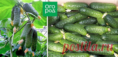 Как выбрать 5 сортов огурцов, которых хватит для всего