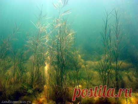 Underwater landscapes - Таманский залив 2007