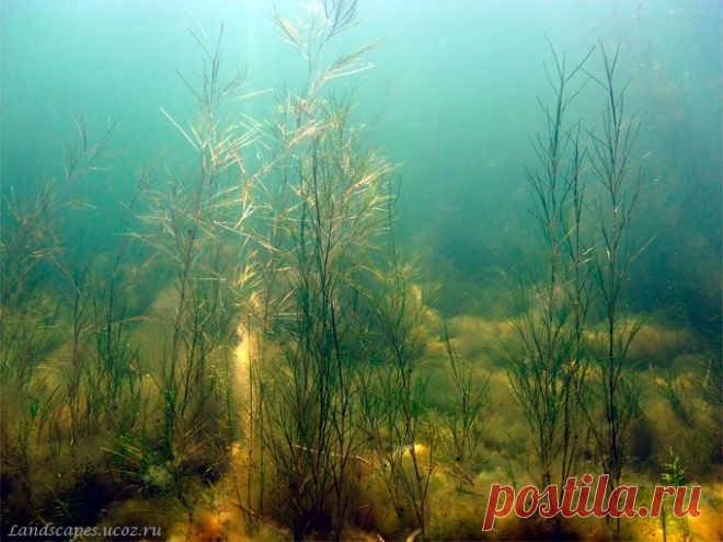 Underwater landscapes - Таманский залив 2007
