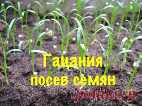 Гацания. Как правильно посеять,вырастить Гацанию. 1-посев семян