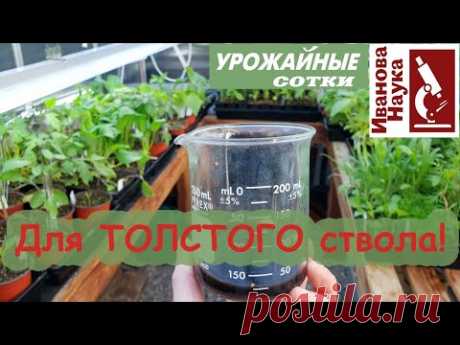 Гораздо лучше ОСМОКОТА! Подкормка рассады для толстого ствола!