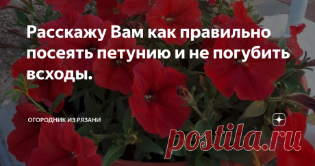 Расскажу Вам как правильно посеять петунию и не погубить всходы. В посеве Петунии нет ничего сложного. Расскажу, как я её сею.
✔наполняю стаканчики (чем емкость меньше, тем лучше) заранее проверенным грунтом( в грунт добавляю перлит + вермикулит).
✔ подписываю сразу все стаканчики. Очень удобно использовать самоклеющиеся ценники.
✔проливаю грунт горячей водой и  слегка утрамбовываю. Очень сильно поливать не нужно. Просто увлажнить почву. Не нужно делать в