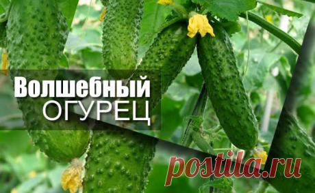 Огурцы – польза и вред. Полезные свойства огурцов и огуречного сока