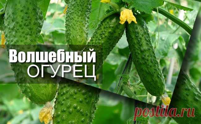 Огурцы – польза и вред. Полезные свойства огурцов и огуречного сока