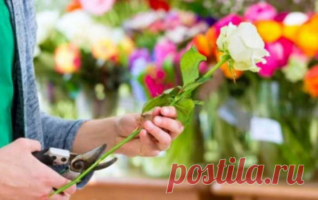 Несколько советов, как заставить срезанный стебель пустить корни.