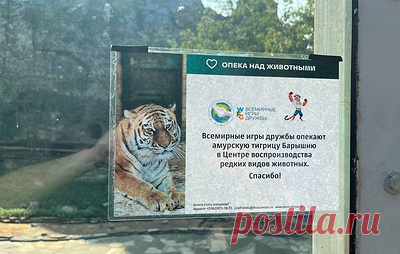 Оргкомитет Игр дружбы стал опекуном амурской тигрицы Барышни из Московского зоопарка. Тигрица Барышня проживает в Центре воспроизводства редких видов животных Московского зоопарка, расположенном в Волоколамском районе Подмосковья