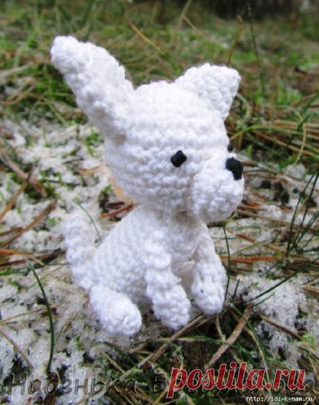 вязаный щенок чихуа-хуа