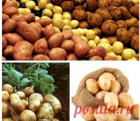 Когда сажать картофель в 2022 году по лунному календарю, благоприятные дни - Своими руками на даче - как посеять, сажать, ухаживать за растениями и цветами