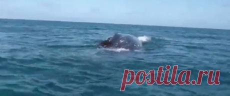 Как хитрющий морской котик оседлал гигантского кита