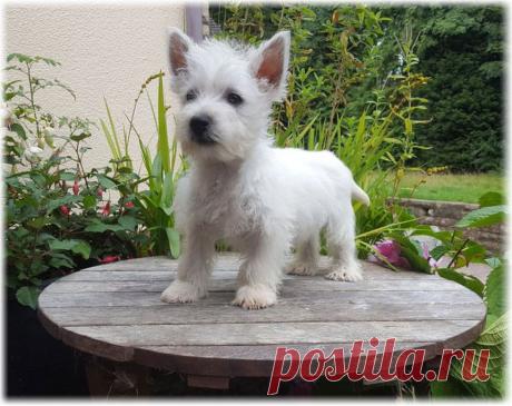 ღВест хайленд уайт терьер (Британия), фото, характер, отзывы, видео, содержание