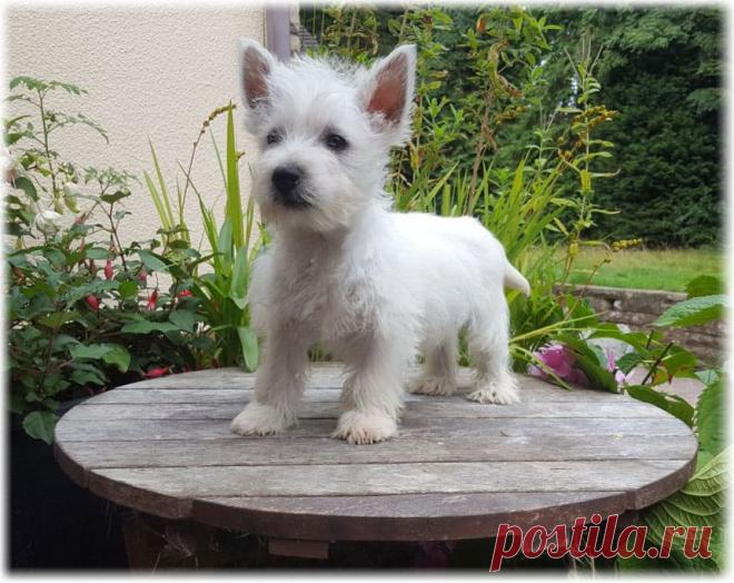 ღВест хайленд уайт терьер (Британия), фото, характер, отзывы, видео, содержание