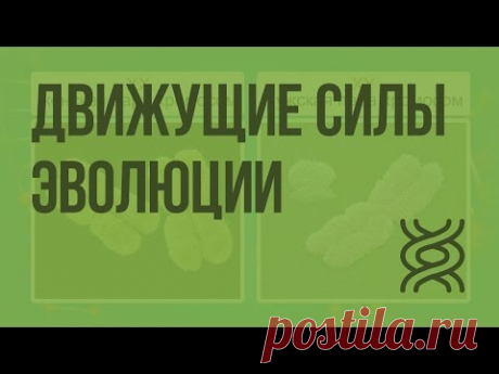 Движущие силы эволюции: наследственность, изменчивость, борьба за существование и естественный отбор - YouTube