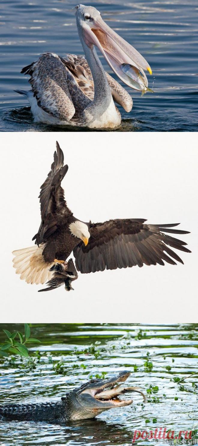 Привет, обед: животные перед трапезой